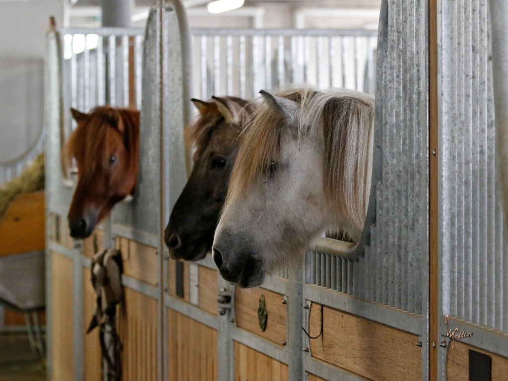 HAUPTSTALL MIT AUSLAUFGRUPPENBOXEN