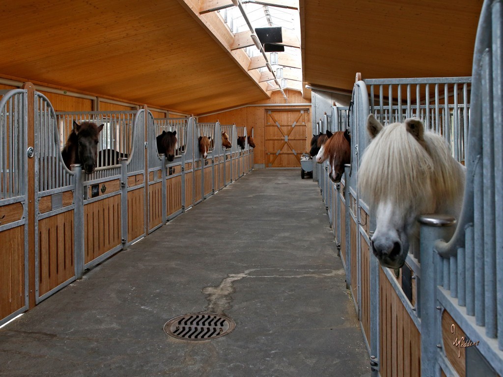 HENGST- UND BERITTSTALL MIT AUSLAUF- UND EINZELBOXEN