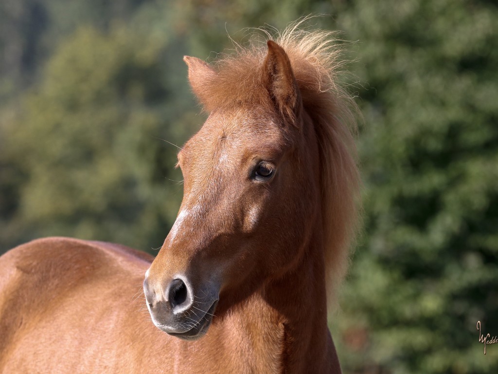 Hamingja vom Freyelhof