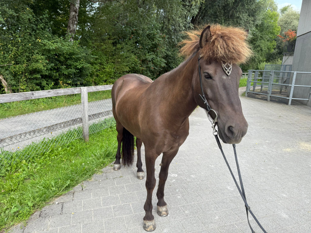 Leikur
